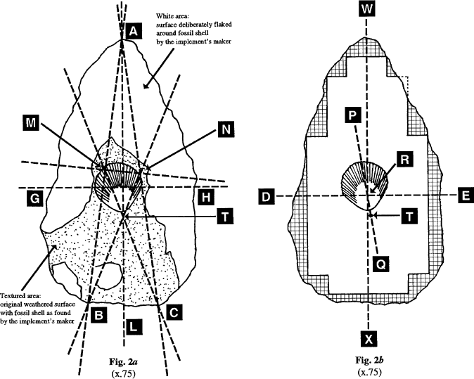 fossils.p115.feliks1998crop.gif